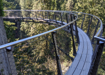 Fragment ścieżki w koronach drzew